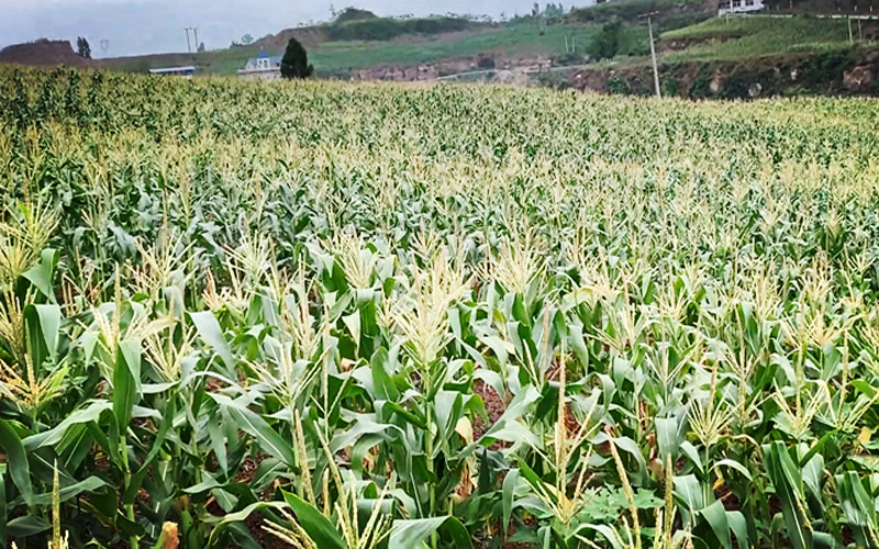 未命名-1.jpg