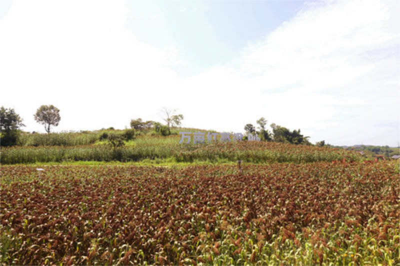 未命名-1.jpg