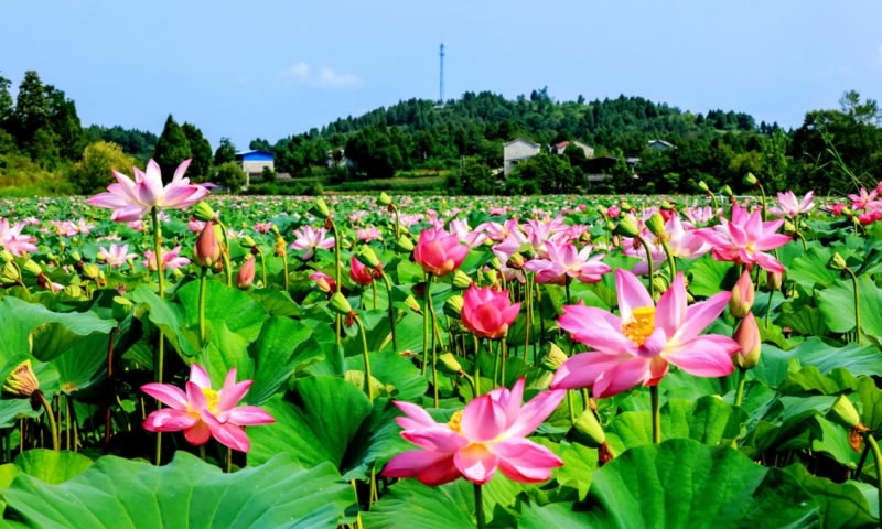 未命名-1.jpg