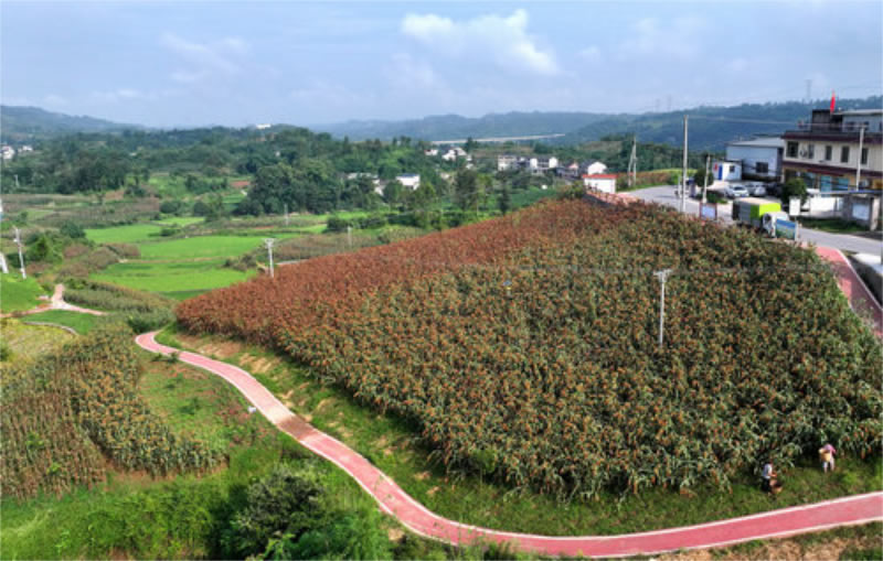 未命名-1.jpg