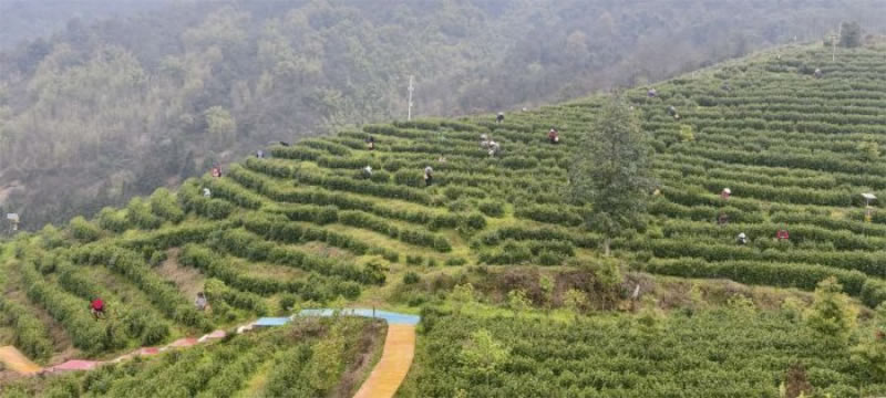 未命名-1.jpg