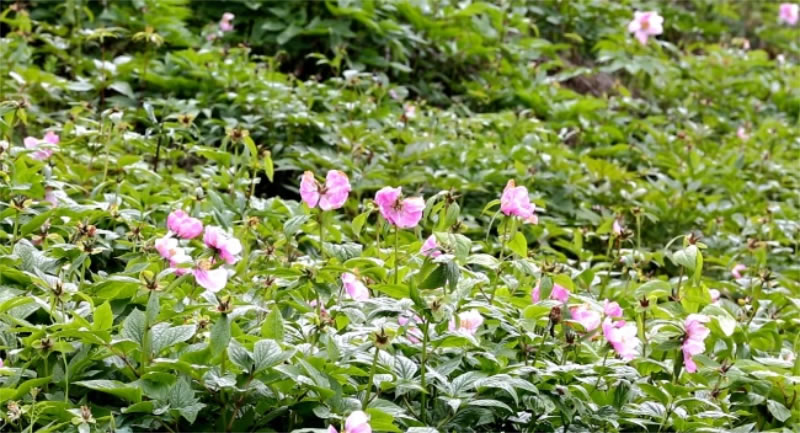 未命名-1.jpg