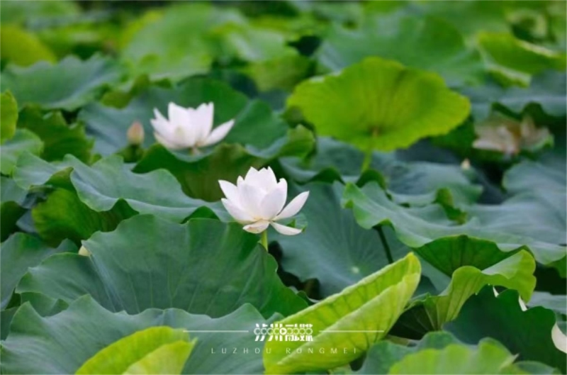 未命名-1.jpg