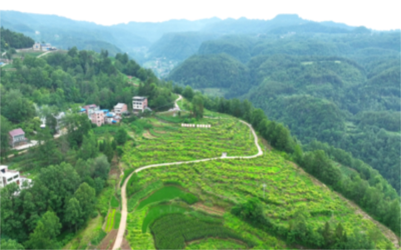 未命名-1.jpg