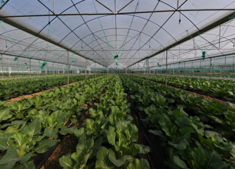 1765025118428745.png 1-33IMG_202512052179_800x575.png