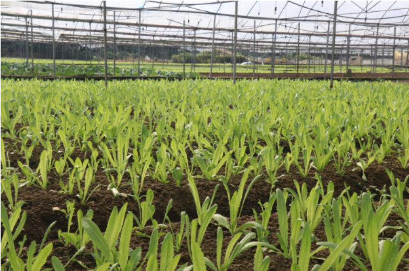 1765025134840615.png 1-4IMG_202512056654_800x531.png