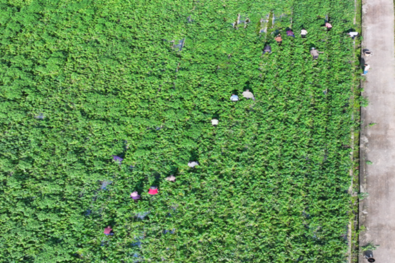 1765025305700890.png 1-17IMG_202512069339_800x533.png