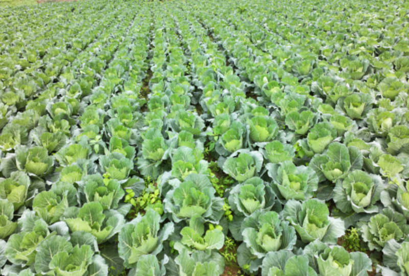 1765025399143463.png 1-12IMG_202512061176_800x540.png