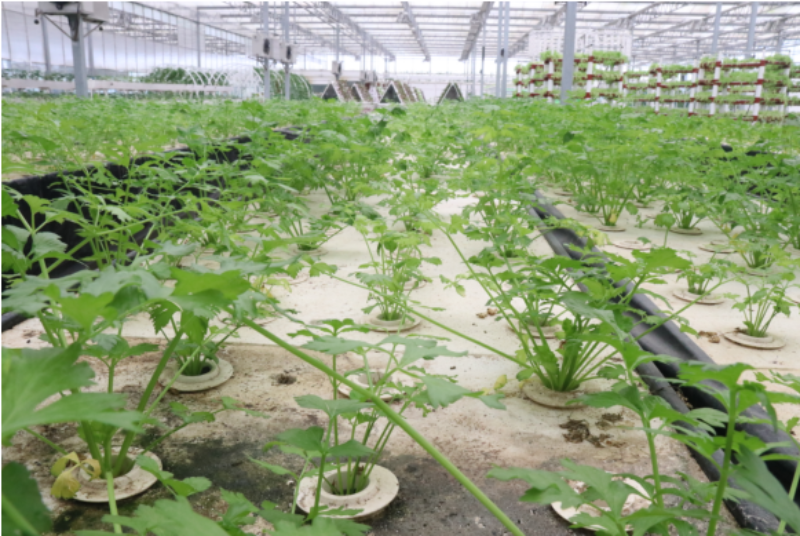 1765026048385301.png 5-5IMG_202512062639_800x536.png