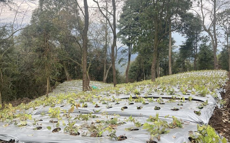 未命名-1.jpg