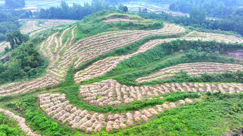 未命名-1.jpg